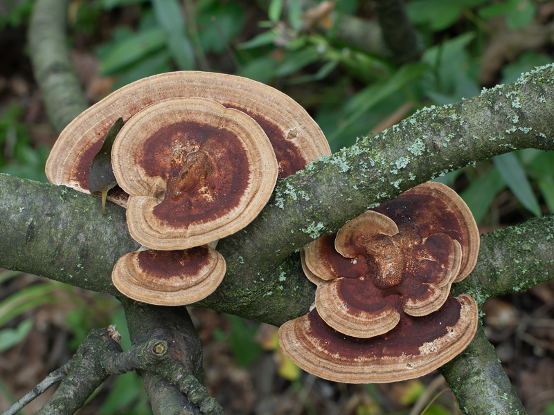 Daedaleopsis tricolor